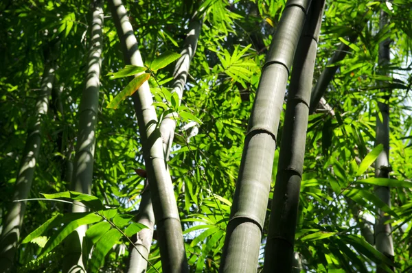 Bamboe boom — Stockfoto