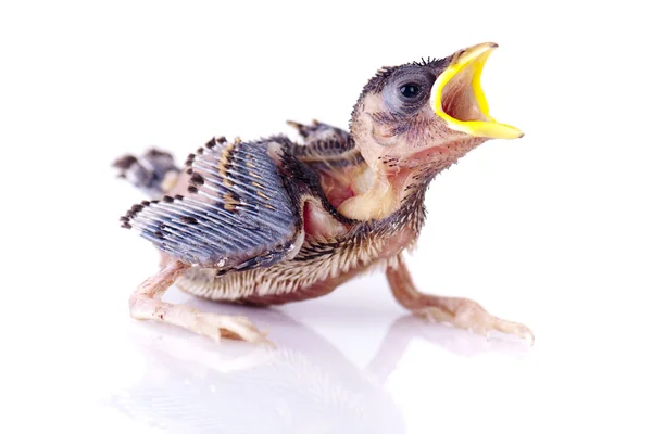 Hongerige baby sparrow — Stockfoto