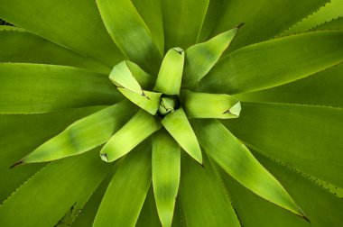 Agave plant clipart