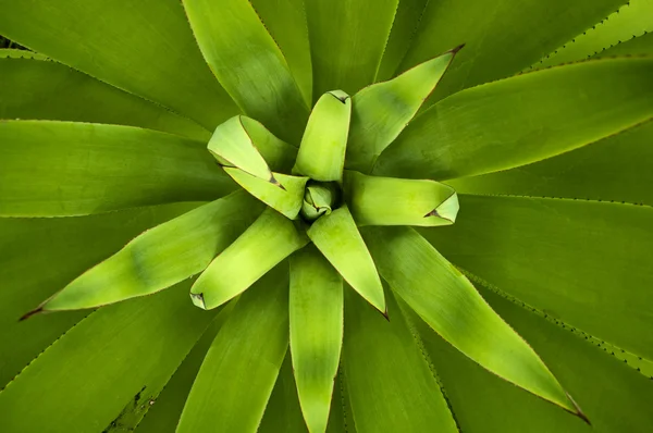 龙舌兰植物 — 图库照片
