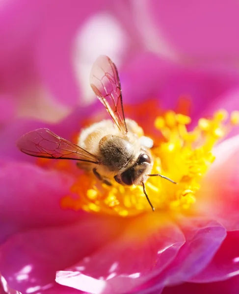 Bee collecting honey — Stock Photo, Image