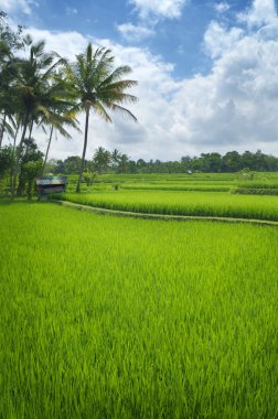 pirinç tarlaları ubud, bali, Endonezya Teras