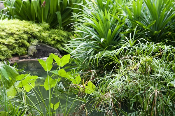 トロピカル ガーデン — ストック写真