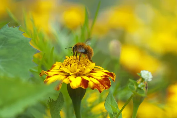 Včela sbírající med — Stock fotografie