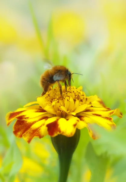蜜蜂在花上的收集蜂蜜 — 图库照片