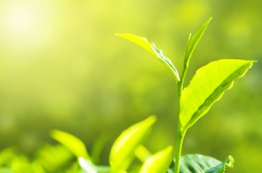 Tea Leaf with Plantation in the Background (Morning) clipart