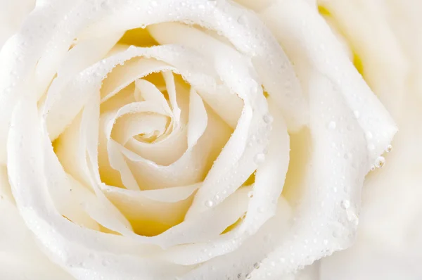 Detailní Záběr Bílé Růže Rosou — Stock fotografie