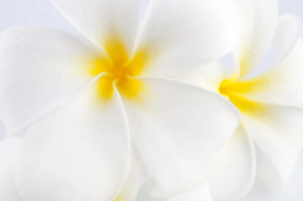 Close Photo White Frangipani Flower — Stock Photo, Image