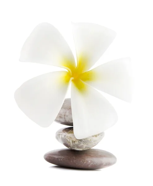 White Frangipani Therapy Stones White Background — Stock Photo, Image