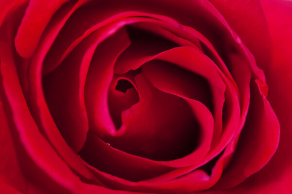 Close up of red rose, overhead view.