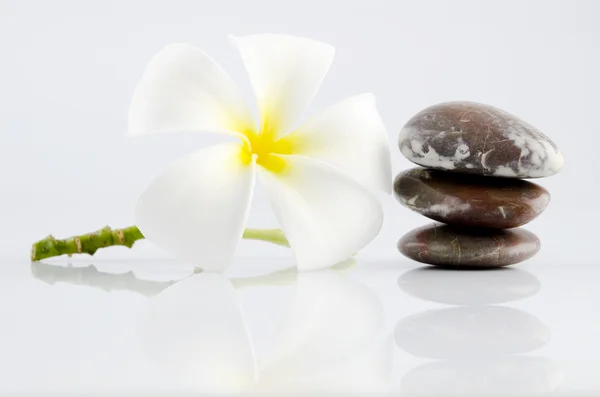White Frangipani Therapy Stones Grey Background — Stock Photo, Image