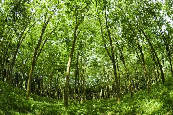 stock image Fish eye view landscape of rubber trees