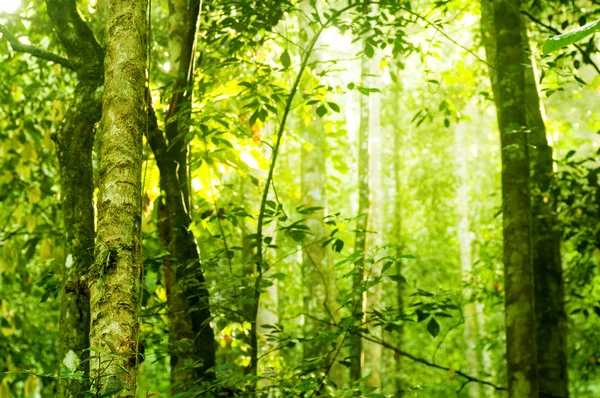 それまでに輝く朝の陽光と熱帯の鬱蒼とした森 — ストック写真