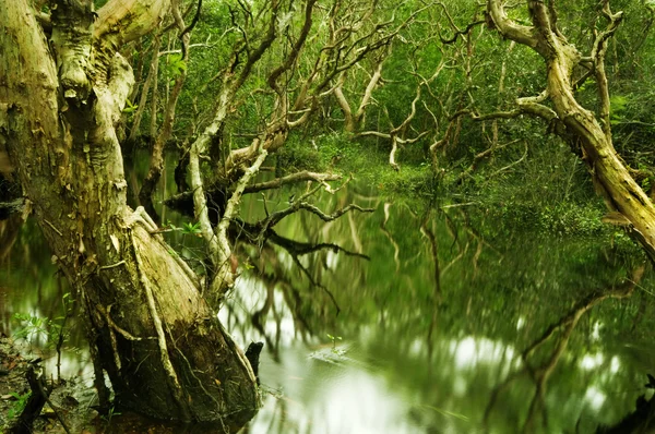 stock image Tree in water