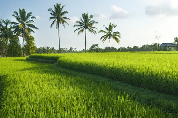 Pola Ryżu Wczesnym Etapie Bali Indonezja Kokosowe Drzewo Tle — Zdjęcie stockowe