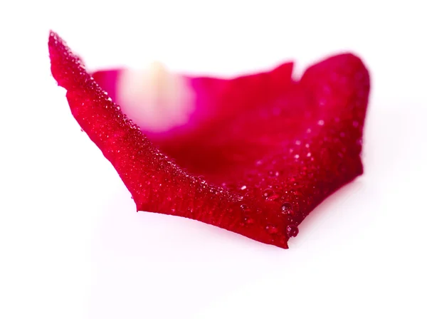 Pétala Rosa Vermelha Isolada Sobre Fundo Branco — Fotografia de Stock