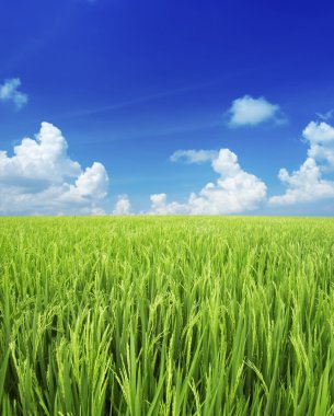 Rice field clipart