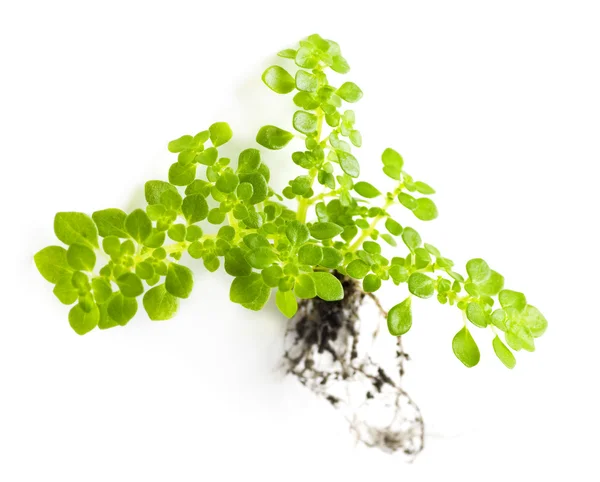 Rostlina na bílém pozadí — Stock fotografie