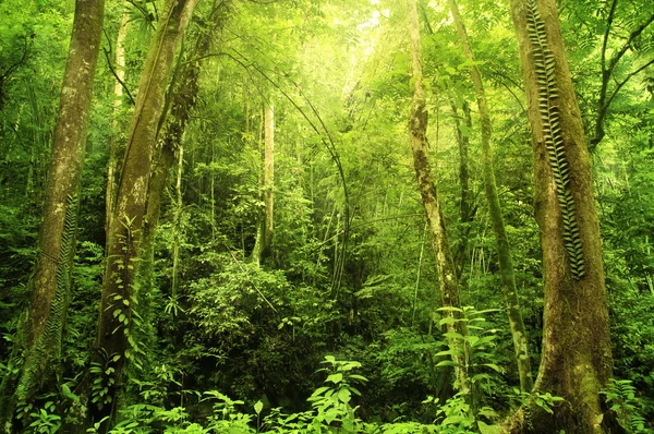 Foresta pluviale — Foto Stock