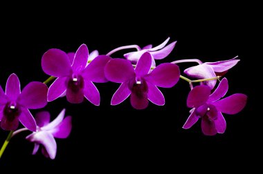 Purple orchid clipart