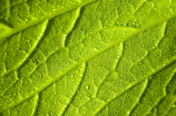 Vegetable leaf — Stock Photo, Image