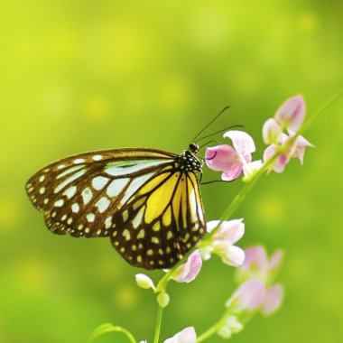 Butterfly clipart