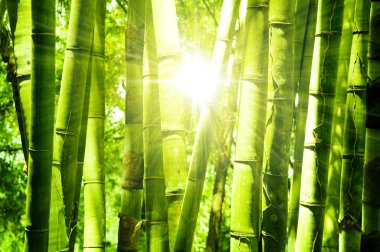 Bamboo forest clipart