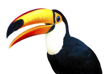 Beautiful Toucan clipart