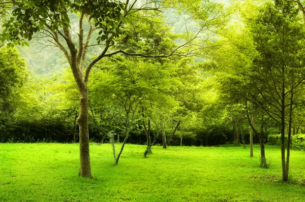 Parkta yeşil ağaçlar — Stok fotoğraf