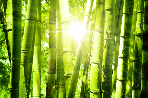 Bamboo forest
