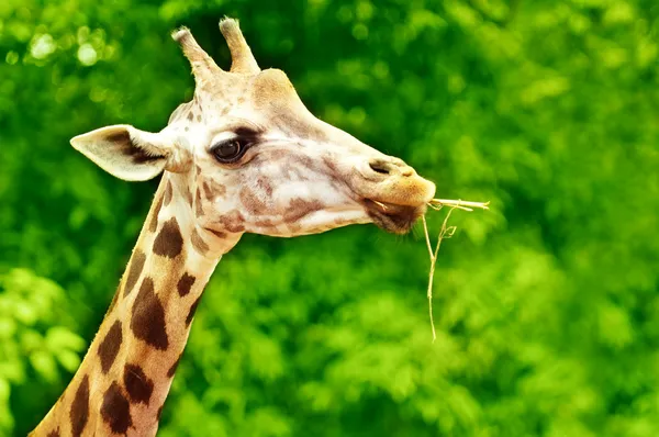 Žirafa krmení — Stock fotografie