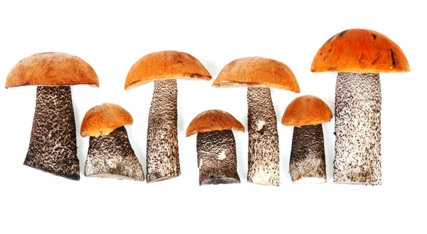 Cogumelos frescos de madeira — Fotografia de Stock