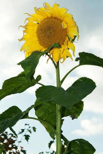 Mature sunflower on background sky — Stock Photo, Image