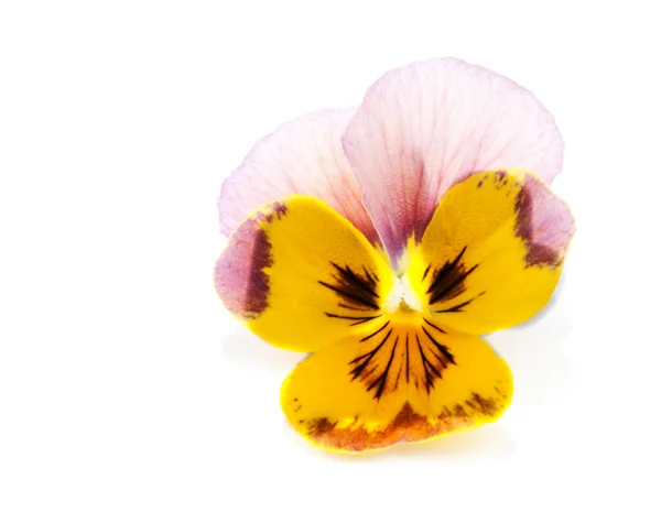 Один цветок с лепестком — стоковое фото