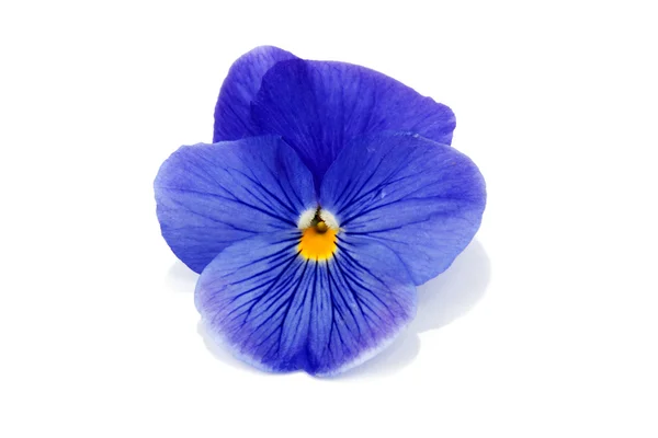 Una flor con pétalo — Foto de Stock