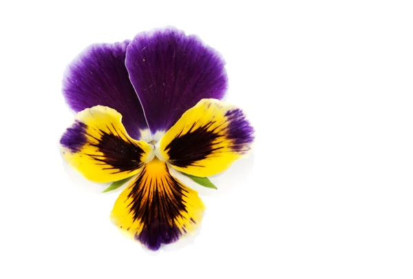 Jedna květina s okvětní lístek — Stock fotografie