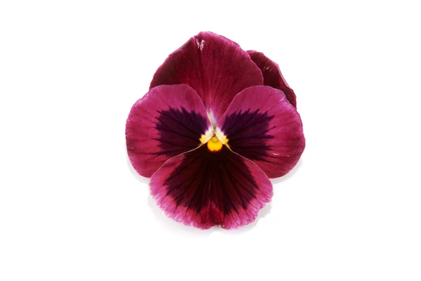Uma flor com pétala — Fotografia de Stock