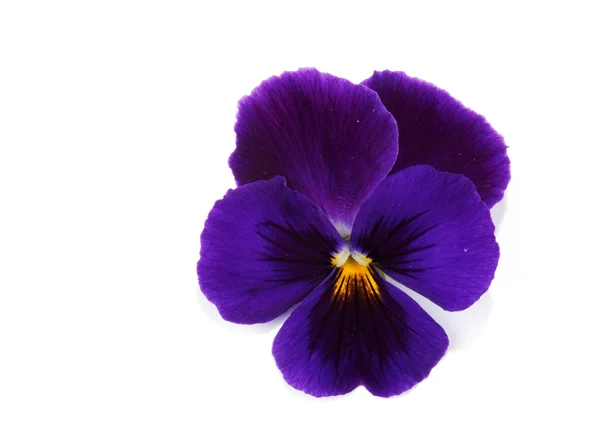 En blomma med kronblad — Stockfoto