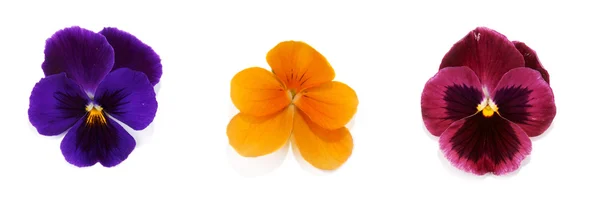 Quatro flores com pétala — Fotografia de Stock