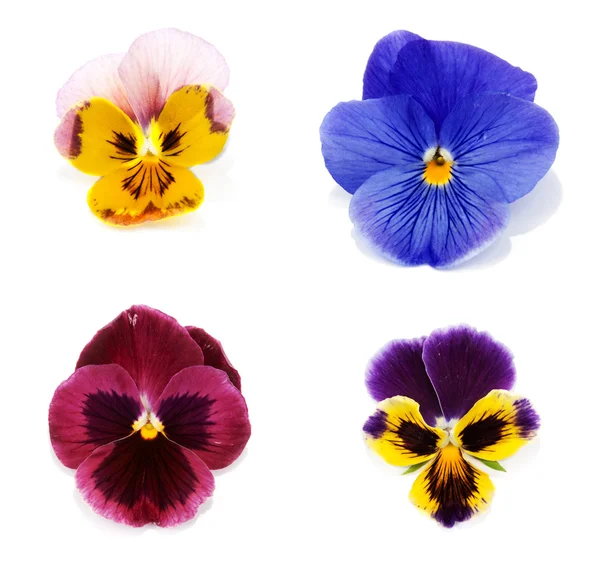 Four flower with petal — Stock Photo, Image