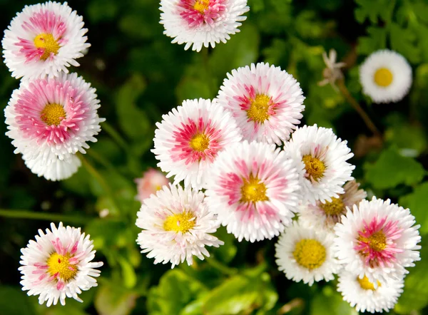 화이트 flowerses — 스톡 사진
