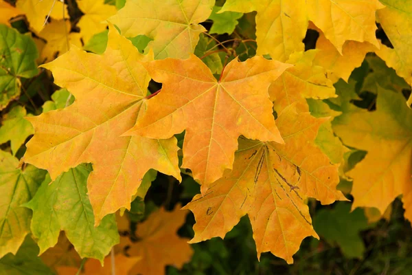 Yellow sheet of the maple — Stock Photo, Image