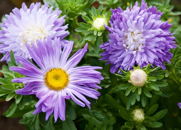 Violet flowerses — Stock Photo, Image