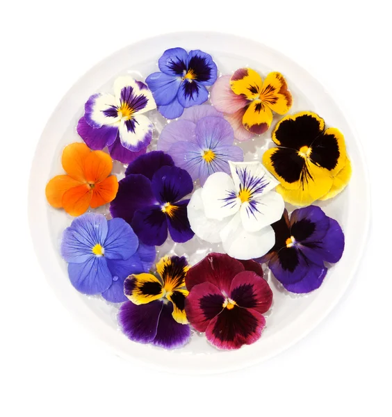 Plate with water sail flower — Stock Photo, Image