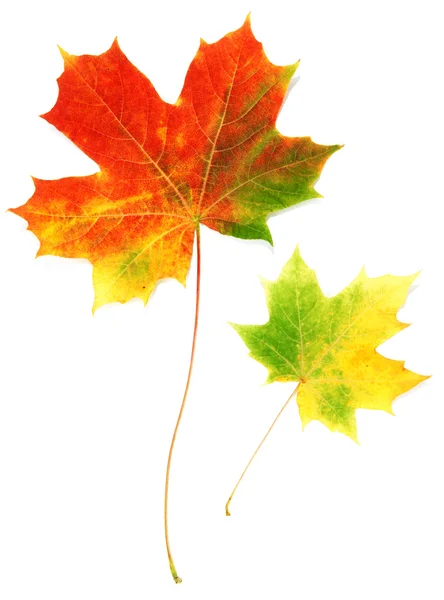 Twee bladen esdoorn herfst — Stockfoto