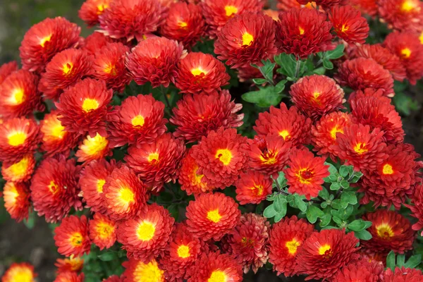 Achtergrond van rode bloem — Stockfoto