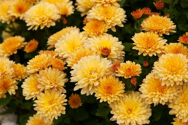Fundo da flor amarela — Fotografia de Stock