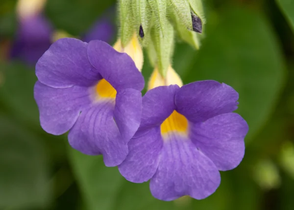 Два голубых цветка — стоковое фото