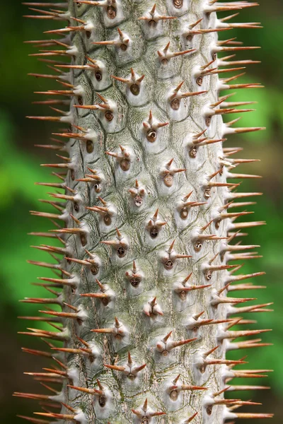 Caule árvore tropical com agulha — Fotografia de Stock