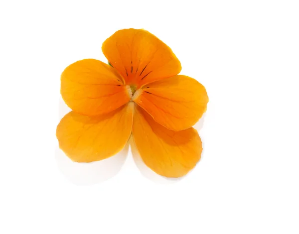 Eine Blume mit Blütenblatt — Stockfoto